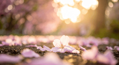 武士が刀を置くような静かな緊張感で、日本社会の転換と経営者の内的覚悟を象徴する大阪カウンセリング向けイメージ