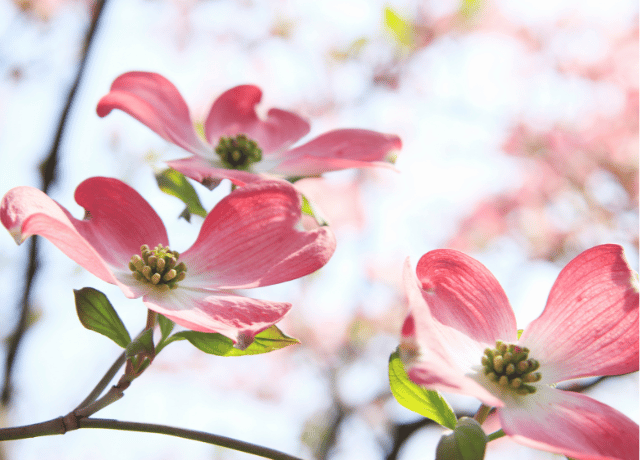 自分をねぎらうことで 自然なつながりが生まれていく ハナミズキと花読み®カウンセリング