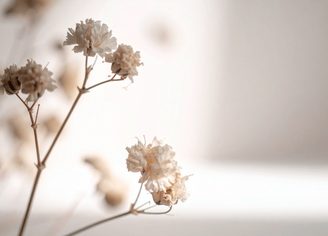 評価されなくても そこに在り続けた価値を思い出す 花のメッセージ 経営者カウンセリング大阪