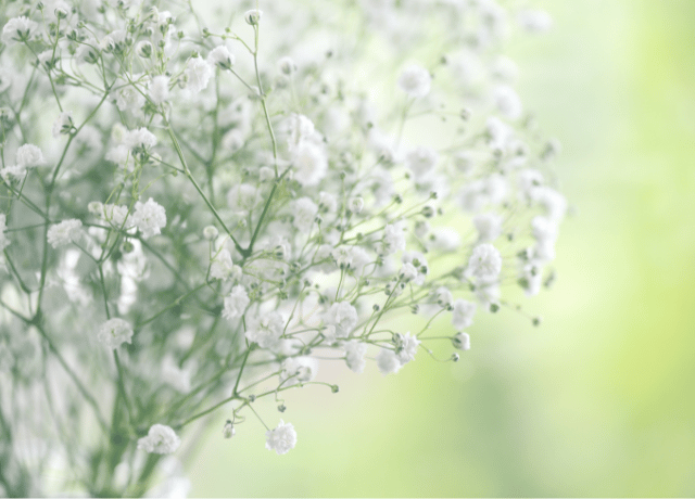 足元に咲いていた幸せに気づくための静かな時間 花の物語と経営者カウンセリング大阪