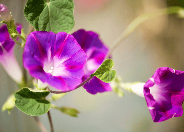 人間関係の摩擦や妬みに揺れる経営者の心を整える 朝顔の花とカウンセリング 大阪