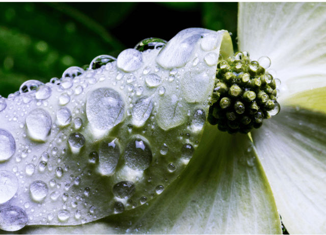 傷ついた心は生きてきた証 ハナミズキと花読み® 経営者向けカウンセリング