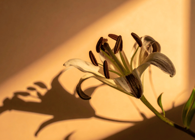 踏ん張ってきた心をゆるめ 自分を労わる問い 花読み®による女性経営者向けメンタルケア