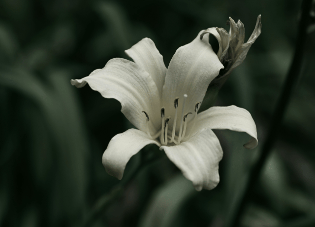 経営や人生に迷ったとき 自分の想いを思い出すための問い 心を整える花読み® 大阪