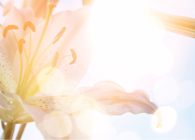 志や原点に立ち返るための問い 女性経営者の心を支える花読み®メンタルサポート