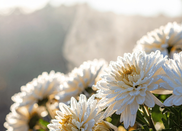 ゆるむ力 菊の花と経営者の心｜経営者カウンセリング大阪
