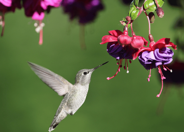 フーシアの花おみくじ 信じる愛と自己信頼の象徴