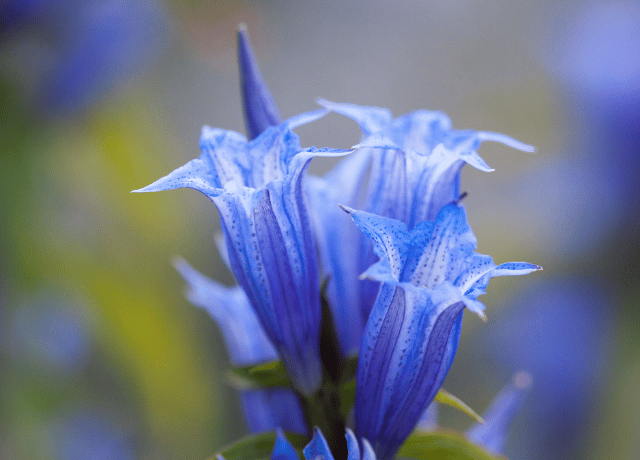 女性経営者の心を整える花読み® りんどう