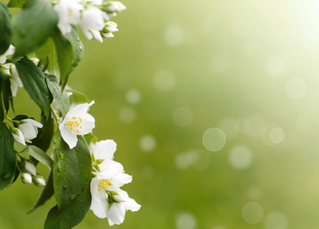 大阪で受けられる花読み®カウンセリングを想起させるジャスミンの象徴