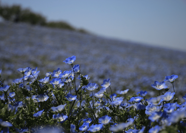 自分を責めない生き方をネモフィラの花言葉 信頼から読み解く 花読み® 経営者カウンセリング 大阪