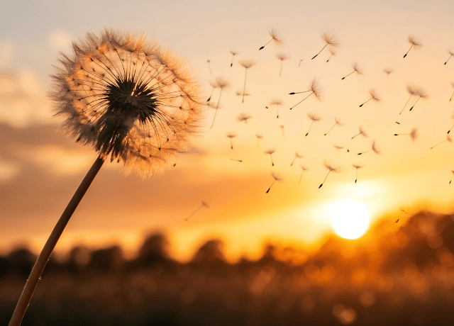 結果を追う生き方から在り方を大切にする生き方へ導く花読み®ブログ 大阪