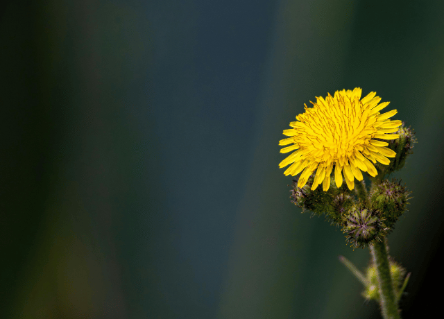 今の在り方が未来をつくる 生き方のヒントを伝える花おみくじ 花読み® 大阪  4