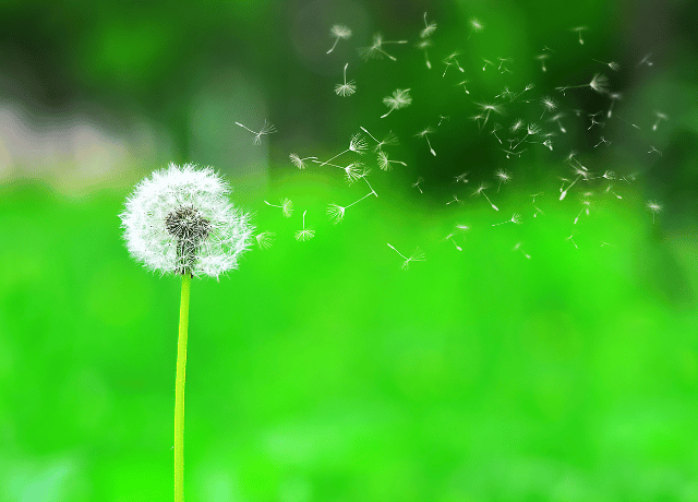 どう生きるかに気づくことで流れが変わる 花おみくじの言葉 花読み® 経営者 大阪