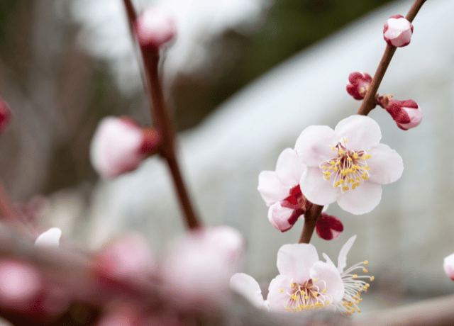 澄んだ心を象徴する梅の花のイラスト 花おみくじ 経営者向けメッセージ