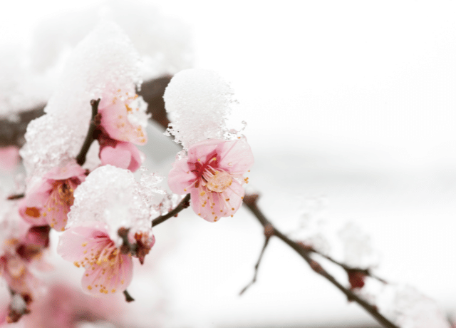 静かに咲く梅の花と自己価値を見つめる女性の後ろ姿