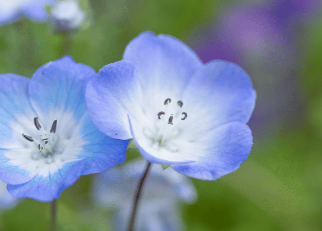 経営と人生の迷いに寄り添うネモフィラの青 花読み®による経営者向けカウンセリング 大阪