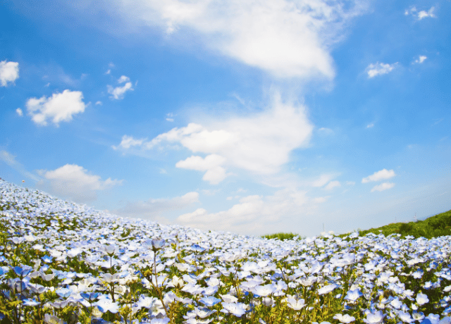 人生に無駄はないと気づくネモフィラの物語 花おみくじ 花読み® 経営者 カウンセリング 大阪
