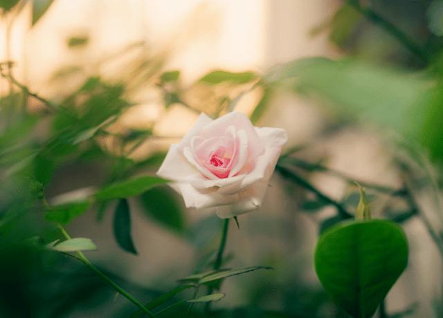 自己肯定感を取り戻す薔薇の花おみくじ 花読み®による経営者カウンセリング 大阪  6
