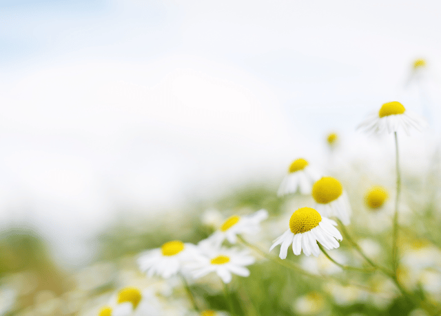 回復の先で見えてくる優しさをカモミールとともに描くメンタルブログ 大阪 経営者相談