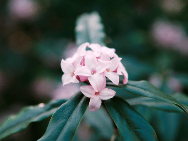 女性経営者の悩み相談花読み沈丁花静かに香る沈丁花の強さを描いた花読み®ブログ 経営者の心に寄り添うカウンセリング 大阪  6