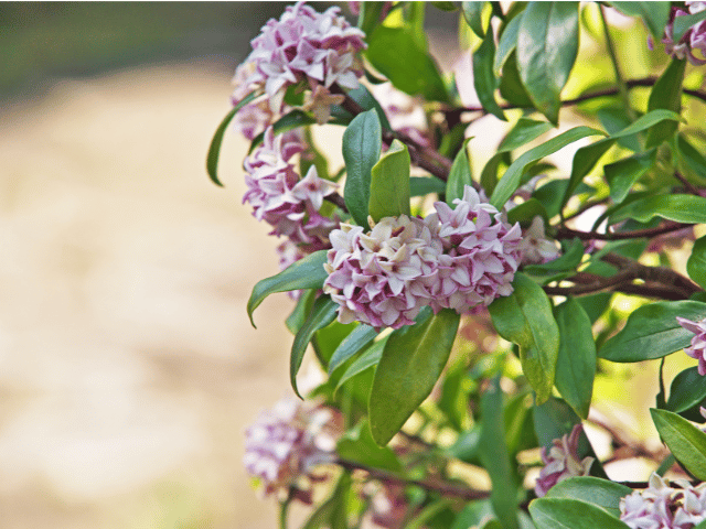 女性経営者のための悩み相談花読み沈丁花役割を手放しても価値は失われないと伝える沈丁花の物語 花読み® 経営者向けカウンセリング 大阪