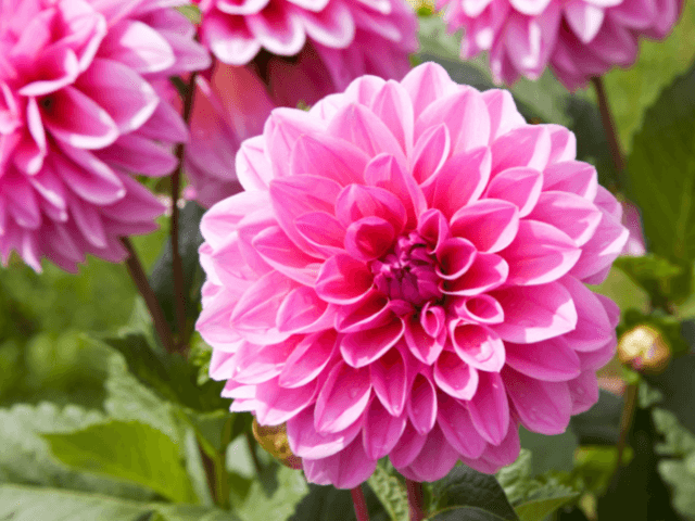 ダリア愛情深さ開運パラクワン