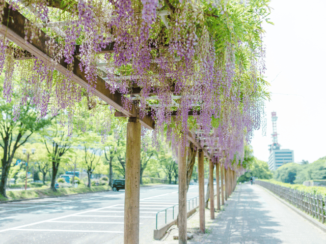 女性経営者のための悩み相談花読み藤の花