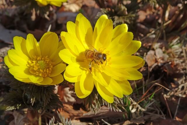 福寿草お花の力で開運引き寄せパラクワン