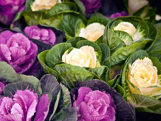 女性経営者の悩み相談花読み経営メンタルを整えてあなたの悩みを解決に導く葉牡丹