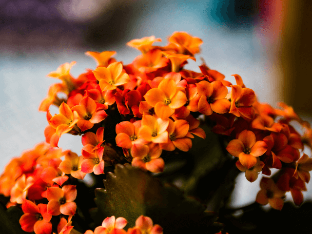 カランコエ花おみくじ