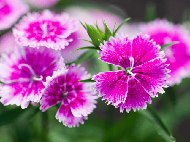 女性経営者のための悩み相談花読みナデシコ