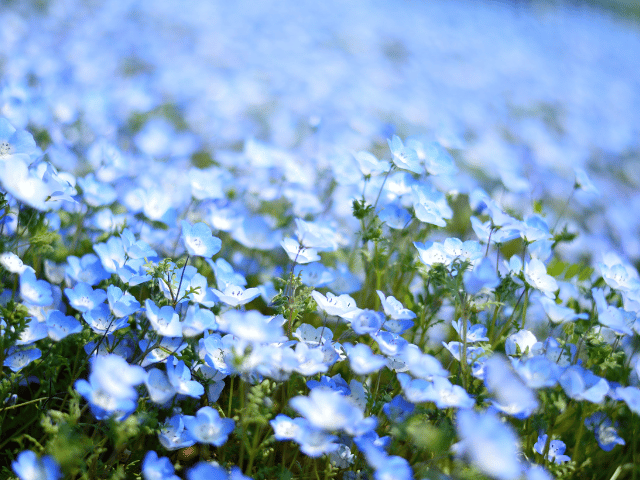 女性経営者のための悩み相談花読みネモフィラ光と影の経験が人生を支えることを伝えるネモフィラの物語 女性経営者向けメンタルカウンセリング 大阪
