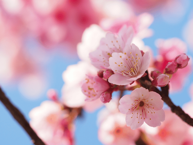 桜お花の力で開運引き寄せ占いよりも花読みで