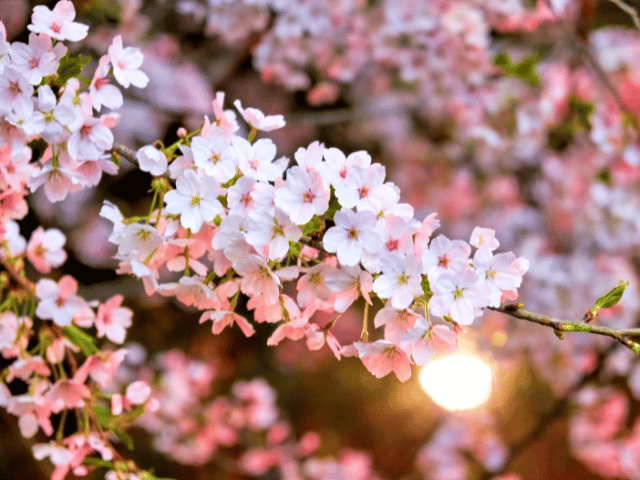 桜不思議な花、占いよりも花読みで開運引き寄せ