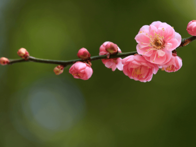 梅お花のチカラで開運パラクワン花読み